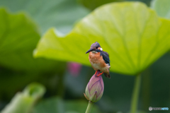 硬い蕾の上で