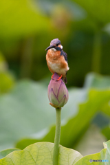 蕾ハスカワ