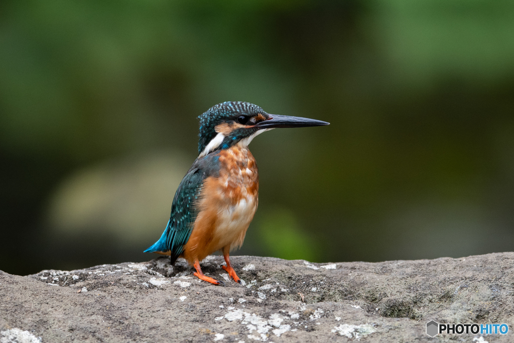 シャープな横顔