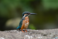 シャープな横顔