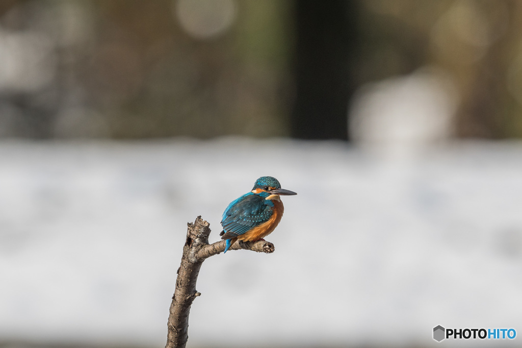 雪原カワセミ