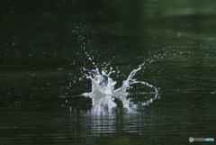 水の王冠からの