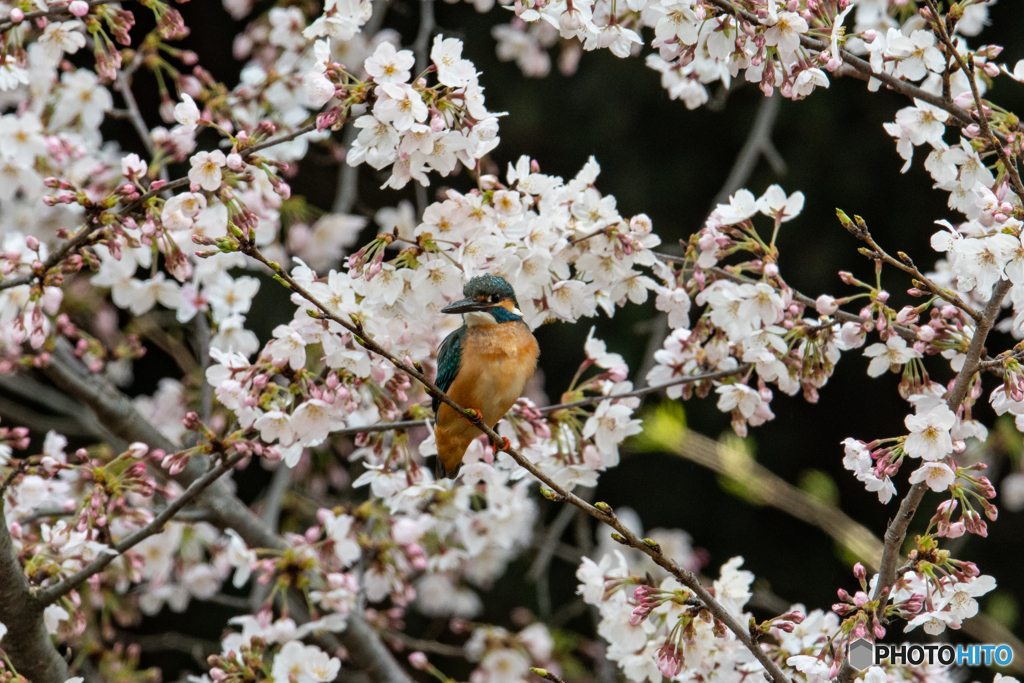 桜にオレンジ