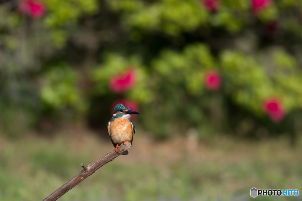 キラキラお目目