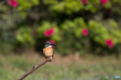 キラキラお目目