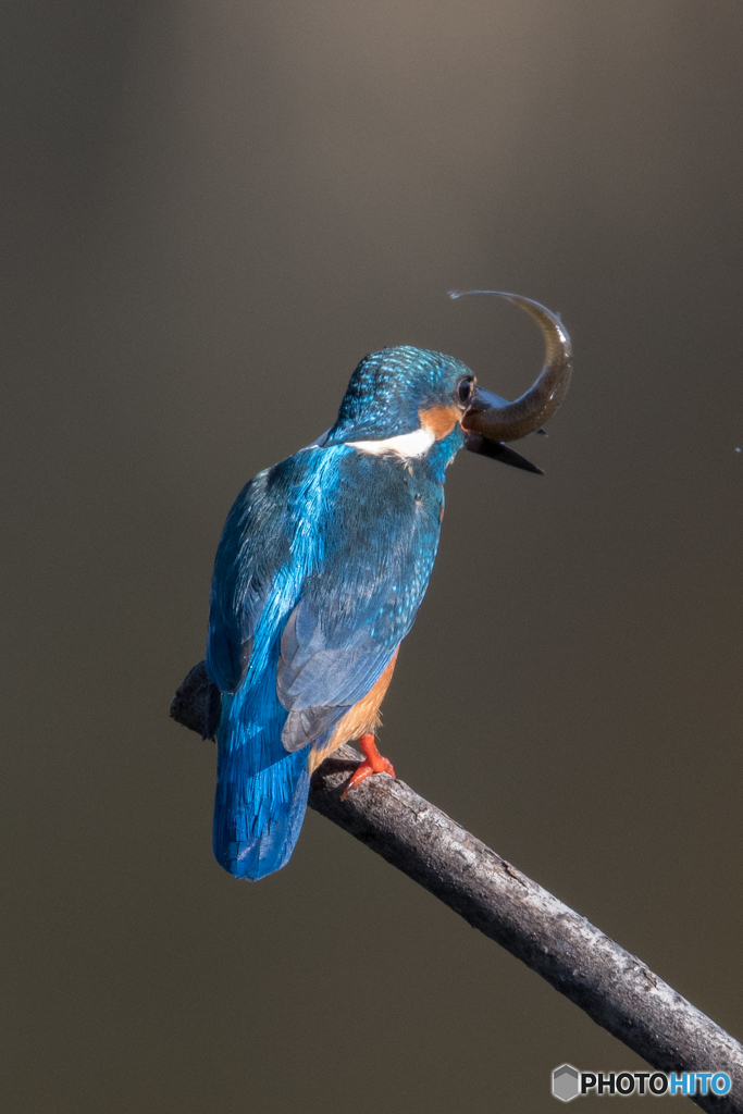 生きがいいね♡