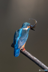 生きがいいね♡