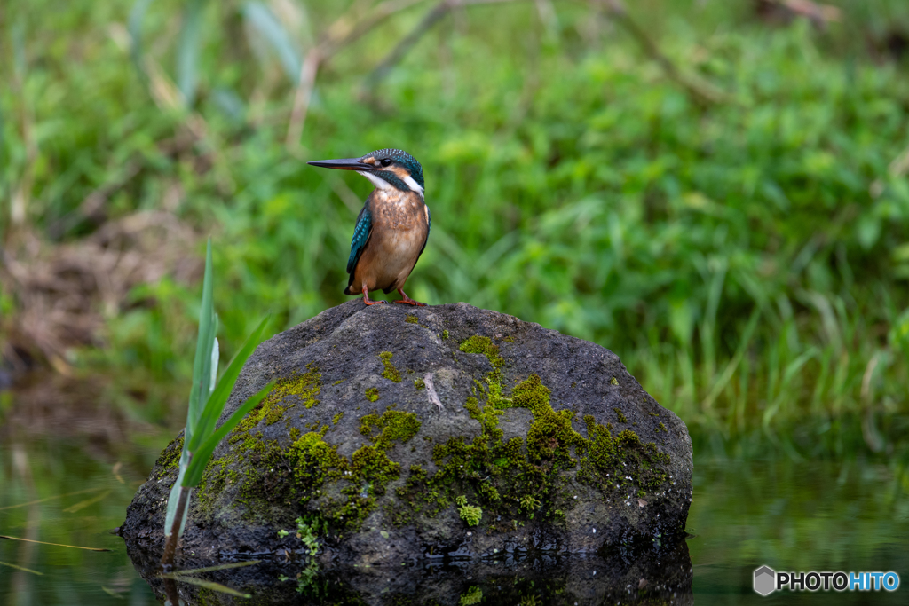 あっち向いてホイ