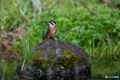あっち向いてホイ
