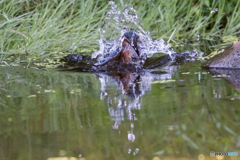 水ベールを纏い