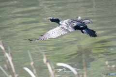 カワウ飛行
