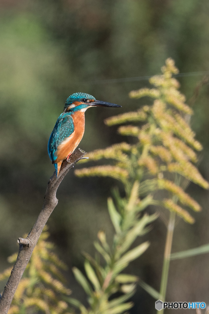 エメラルドブルー