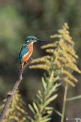 エメラルドブルー