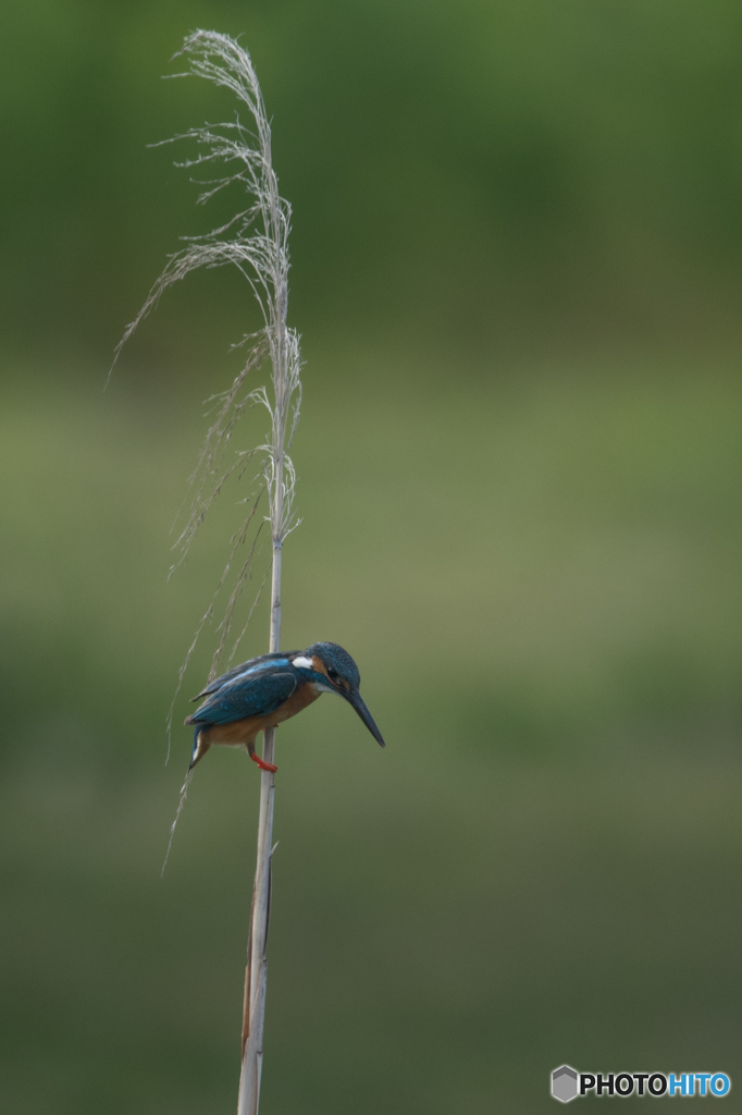 葦にも止まれます