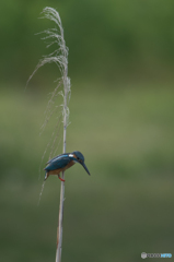 葦にも止まれます