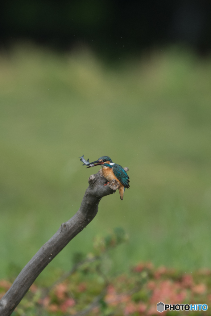 飛ぶのも速いし、