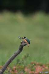 飛ぶのも速いし、