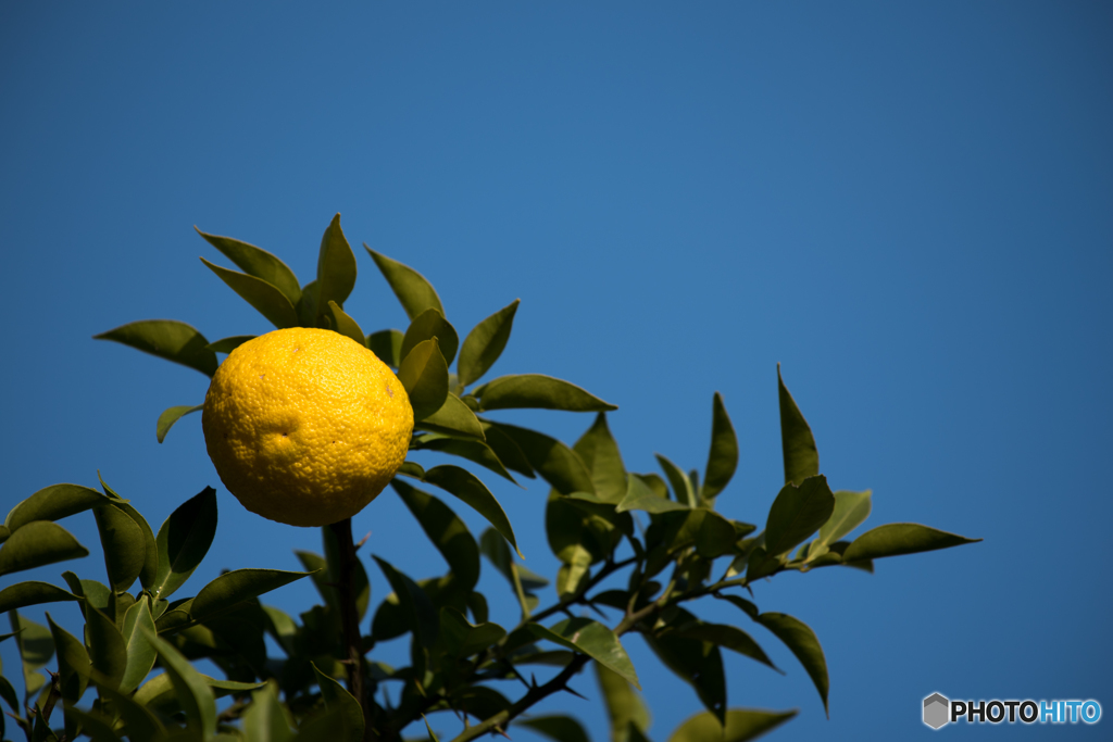 青空に黄色が映える