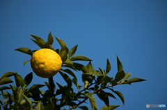 青空に黄色が映える