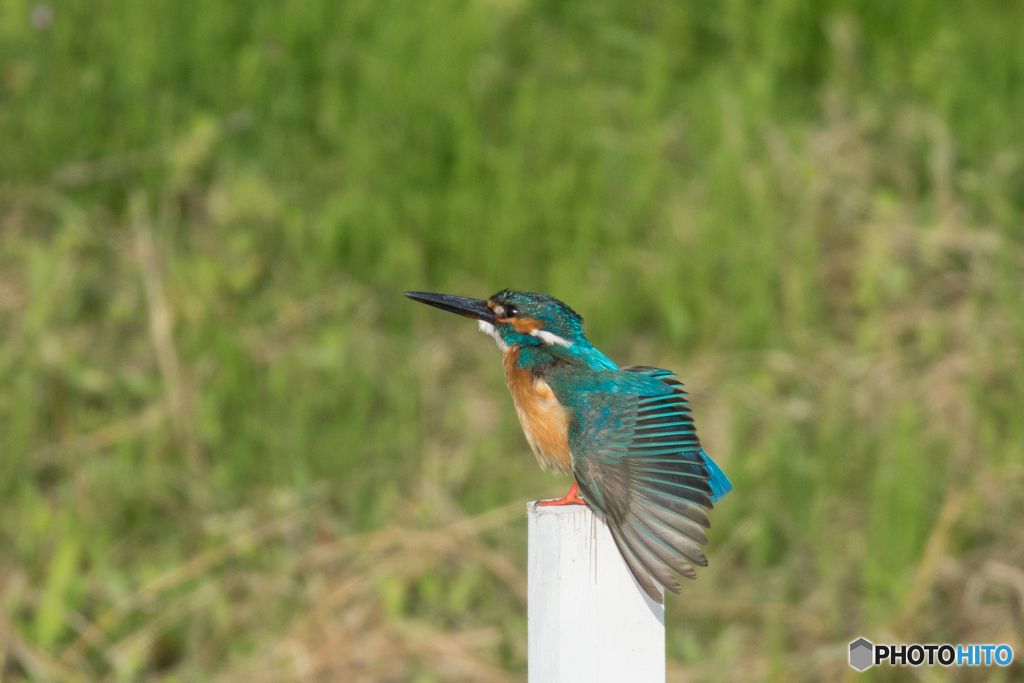 羽もきれいでしょ♡
