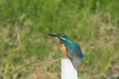 羽もきれいでしょ♡