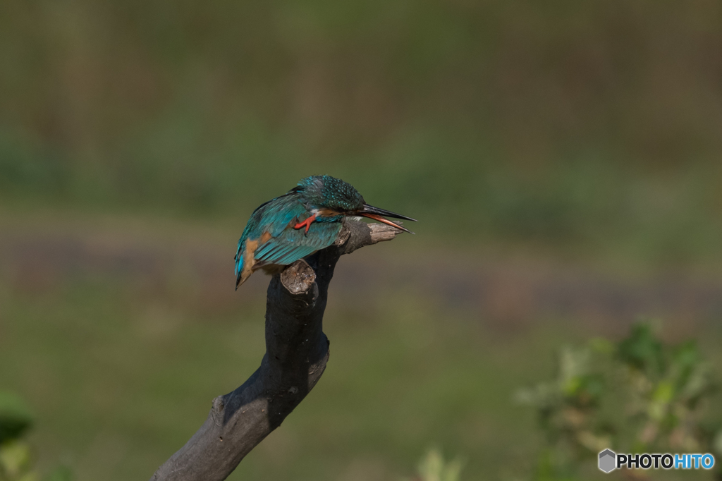 見つかんねぇや