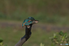 見つかんねぇや