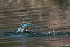 飛沫を背負って