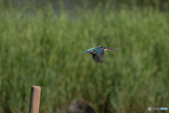 どん　と飛び出し