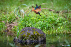 一旦飛び上がってからの