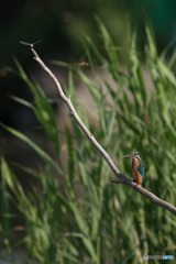 どいてくんないかなぁー？