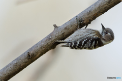 ぶら下がり ぶら下がり