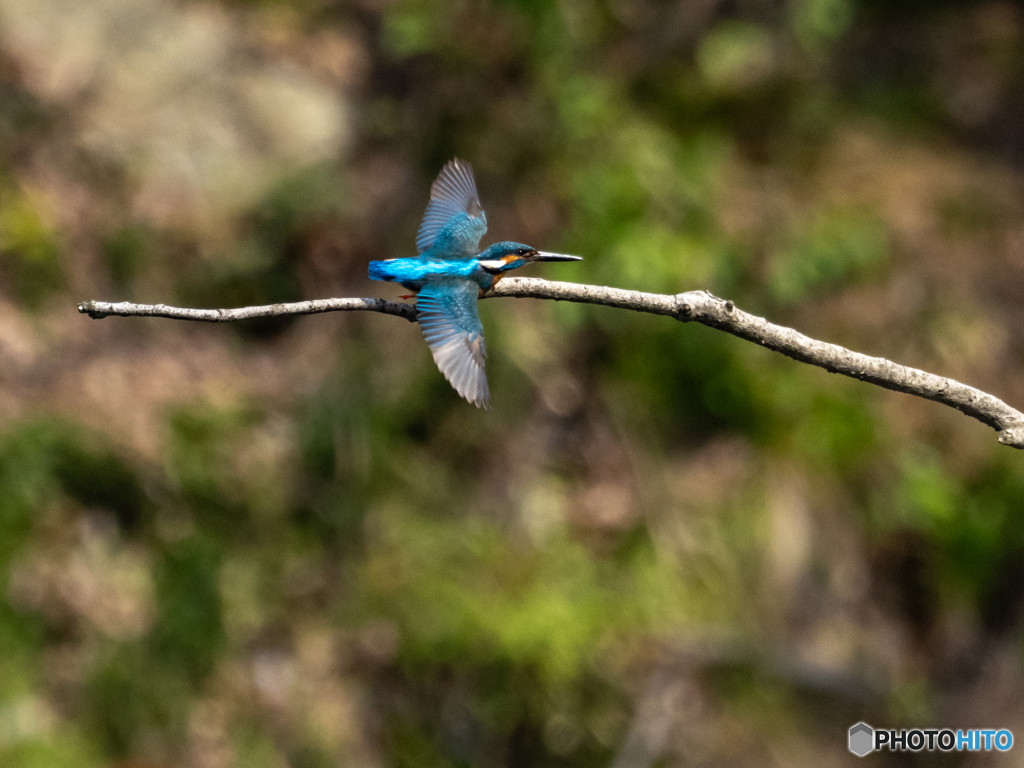 ブルーウイング