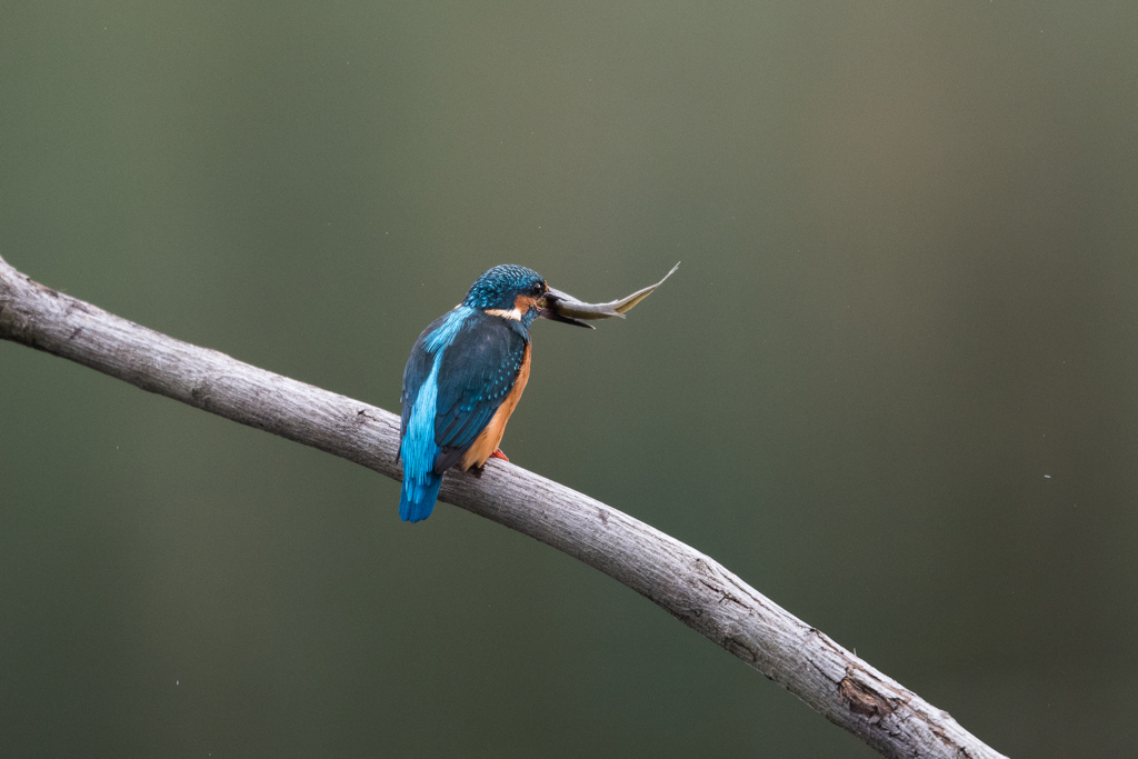 いただきまーす