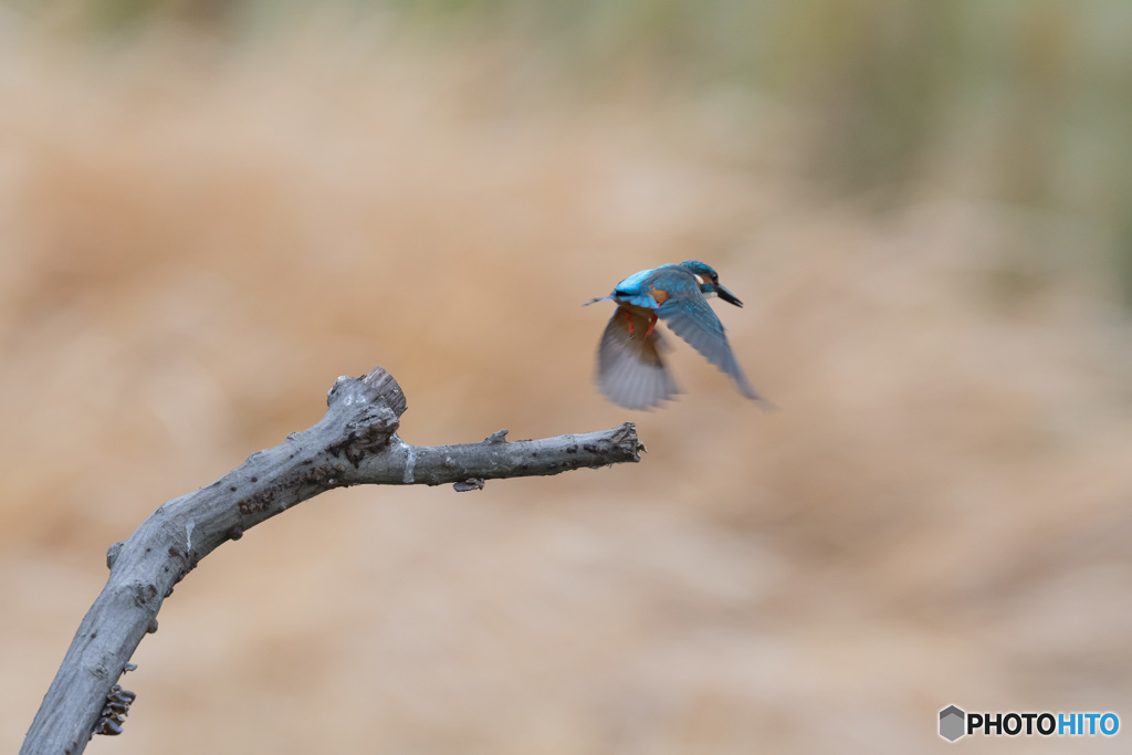 飛び出して、バイバイ
