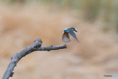 飛び出して、バイバイ