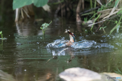 小海老ゲット！