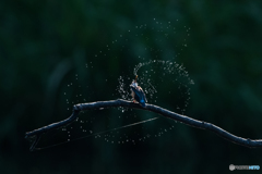 芸術は爆発だー！