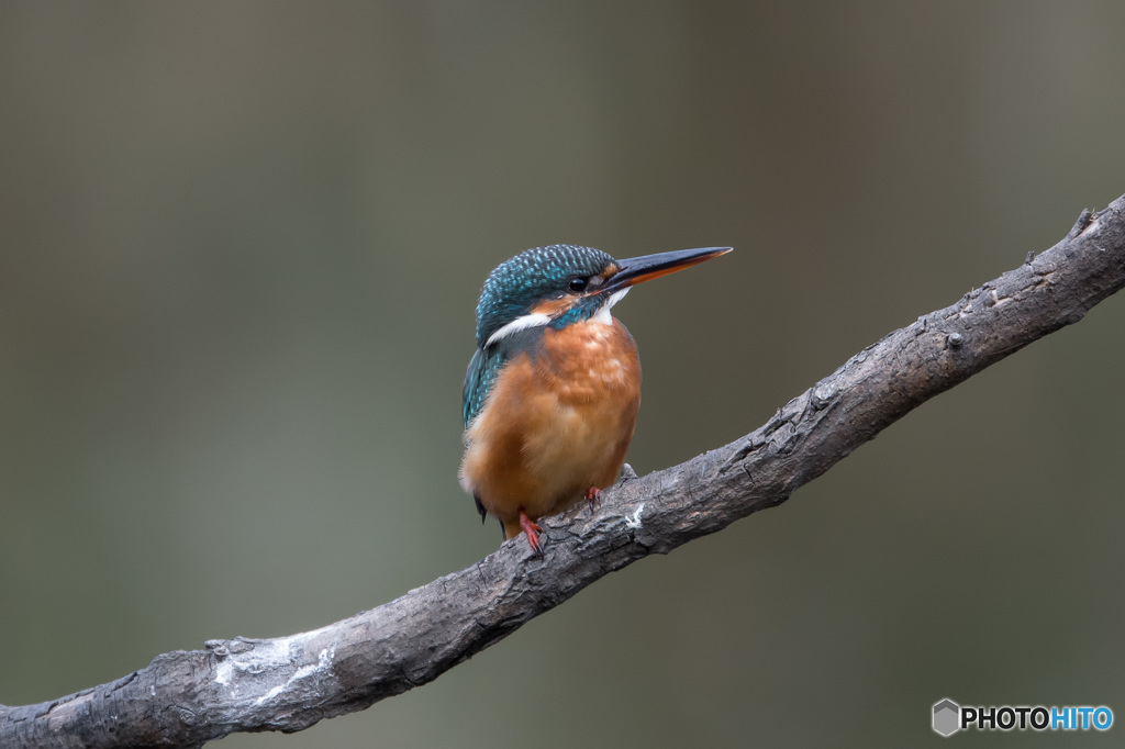 クールビューティー
