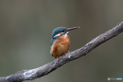 クールビューティー