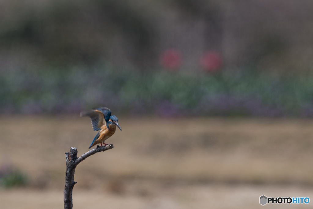 もっと咲いてからね