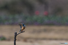 もっと咲いてからね