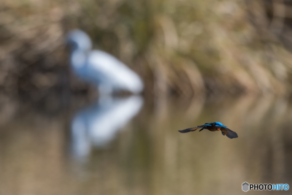 サギさんバイバイ