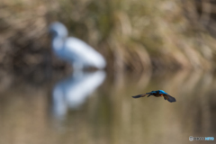 サギさんバイバイ