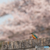 桜をバックに