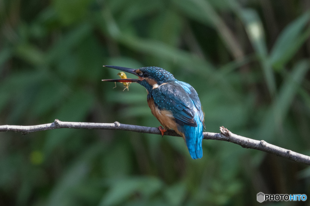 いただきまーす♡