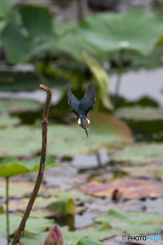 また、飛びます