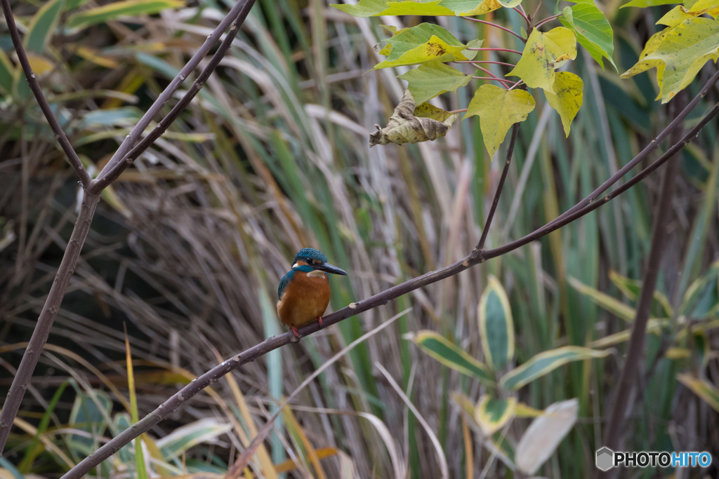 秋カワセミ 