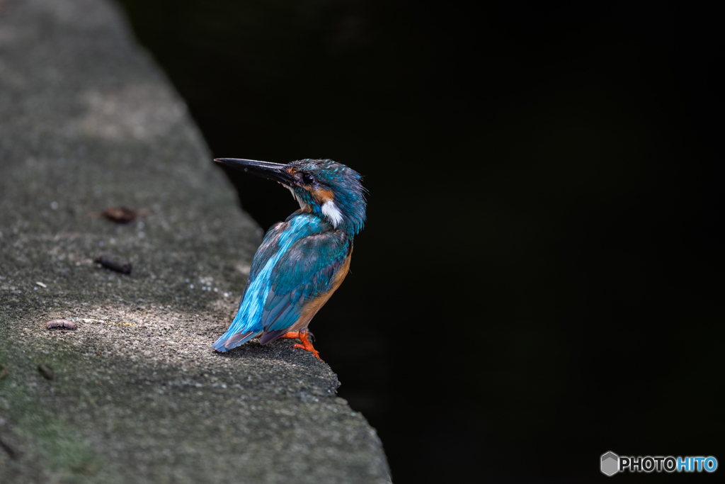 スポットライト