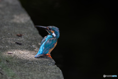 スポットライト